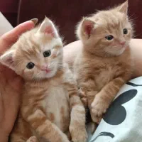 واگذاری گربه دی اس اچ|گربه|کرمان, |دیوار