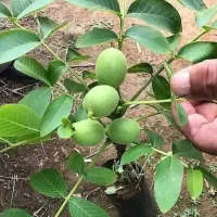 انواع نهال خاص و کمیاب|خدمات باغبانی و درختکاری|سیرجان, |دیوار