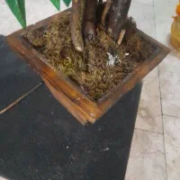 یک عدد درختچه مصنوعی زیبا|گل مصنوعی|تهران, ارجمندی راد|دیوار