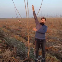 انواع صنوبر ونهاال های کمیاب