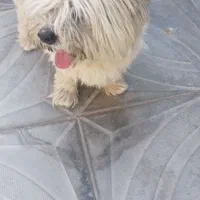 فروش سگ پاکوتاه برفی