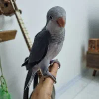 راهب نرمخور|پرنده|گرمدره, |دیوار