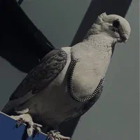 یجفت بلژیکی مولد