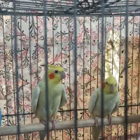 عروس هلندی لوتینو مولد|پرنده|بندرلنگه, |دیوار