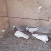 کبوتر طوقی