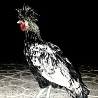 خروس سلطان
