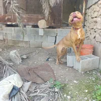 سگ پیت بول ماده تریر