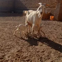 فروش بز دورگ سانن در تهرانسر