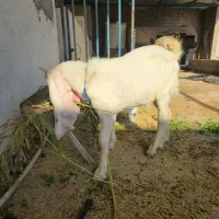 کهره گلابی|حیوانات مزرعه|آبدان, |دیوار