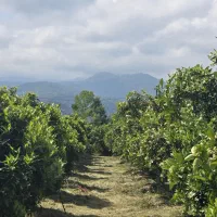 فروش باغ پرتغال ۸هزار متری