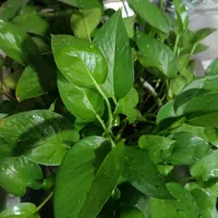 گل آپارتمانی