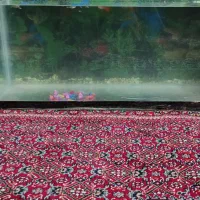 آکواریوم و ماهی گوپی