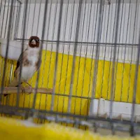 سهره نر|پرنده|کرج, اکبرآباد|دیوار