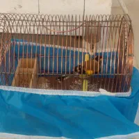 سهره نر باقفس|پرنده|تبریز, |دیوار