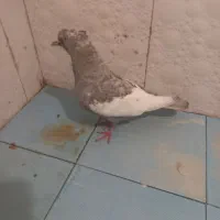 سینه الماسی|پرنده|شیراز, محراب|دیوار