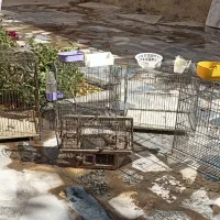 قفس و لوازم پرنده و سهره