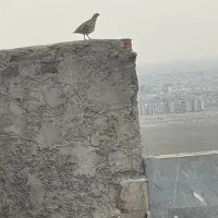 نگهبان