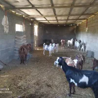 اجاره سالن پرورش قارچ|اجارهٔ دفتر صنعتی، کشاورزی، تجاری|رامجین, |دیوار