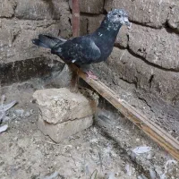 کله ماستی نر گرفتنی تیر