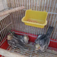 عروس هلندی