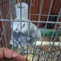 کاسکو سخنگو|پرنده|ری, سیزده آبان|دیوار