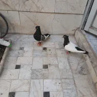 کفتر سینه سیاه
