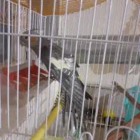 معاوضه عروس هلندی ماده دستی بانردستی درشهرضا