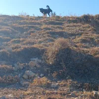 سگ سرابی|سگ|مهربان, |دیوار