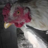 خروس