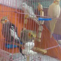 عروس هلندی ۴ تا|پرنده|هشتگرد, شهرک راه آهن|دیوار