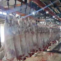 استخدام نیرو سلاخ|استخدام صنعتی، فنی، مهندسی|خرم‌آباد, |دیوار