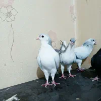 8عدد کبوتر