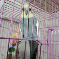 عروس هلندی