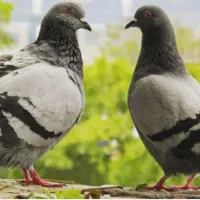 یک کبوتر خانگی‌‌ پیدا شده است.