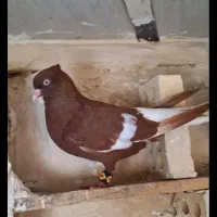 پرنده دمسفید