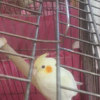 ۳ عدد جوجه عروس هلندی|پرنده|تهران, جوادیه|دیوار