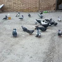 کبوتر پر