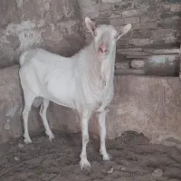 نربز|حیوانات مزرعه|فردوس (خراسان), |دیوار