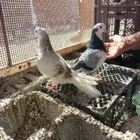 کفتر تهرانی