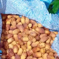 خرما زاهدی