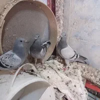 جوجه جیر بابهترین تغذیه پدرمادر گرفتی