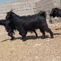 بز ابستن داشتی