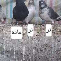 طوقی اوچان اویناق