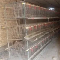 قفس مرغ تخم گذار