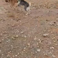 گمشده|حیوانات|زرندیه, |دیوار