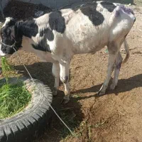 گاونر جنس خوب ایران شهر بغدانی