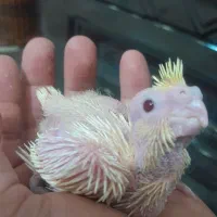 طوطی عروس جوجه سرلاکی لوتینو