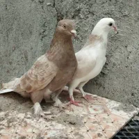 کبوتر گره و نقش|پرنده|میناب, |دیوار