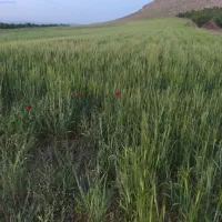 زمین دیم آورزمان مهدی‌آباد با قابلیت خرید آب