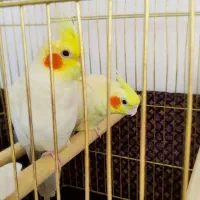 عروس هلندی زعفرانی نر و ماده
